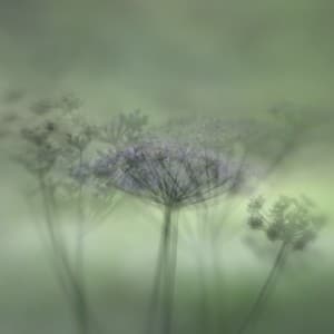 cowparsley