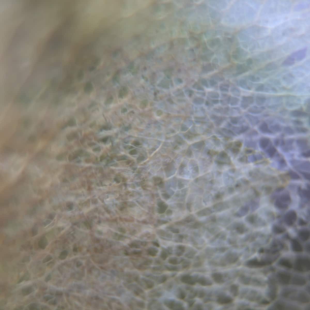 leafweb